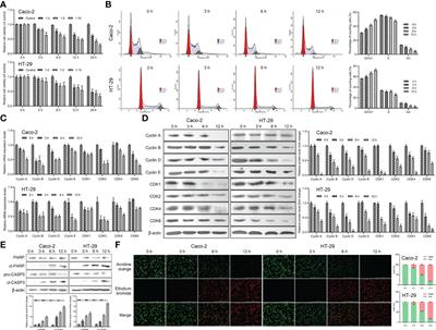 Giardia duodenalis-induced G0/G1 intestinal epithelial cell cycle arrest and apoptosis involve activation of endoplasmic reticulum stress in vitro